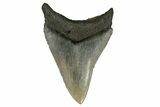 Serrated, Fossil Megalodon Tooth - Aurora, North Carolina #179802-1